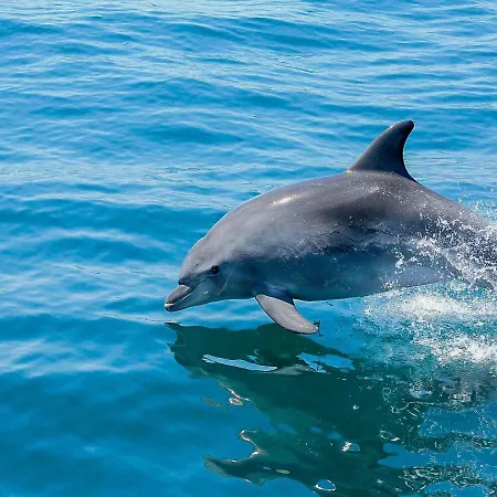 Villa V4, Jardins Branqueira Near Beach, Albufeira