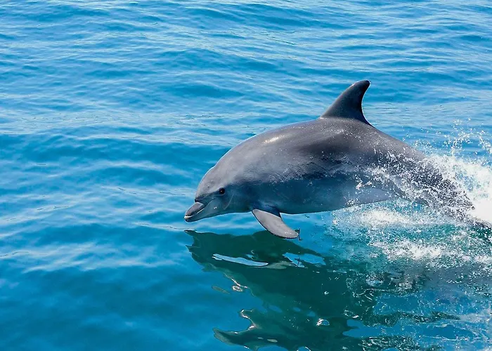 Villa V4, Jardins Branqueira Near Beach, Albufeira